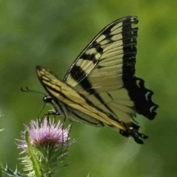 Tiger swallowtail