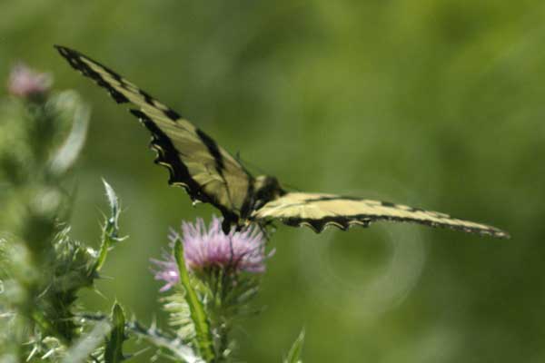 Tiger swallowtail