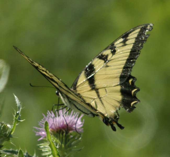Tiger swallowtail