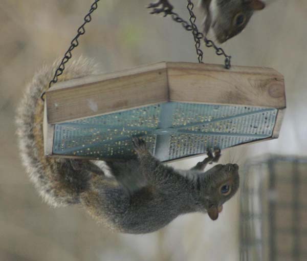 Tiny Scoiattolo under the seedtray