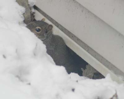 Tiny Scoiattolo under cover