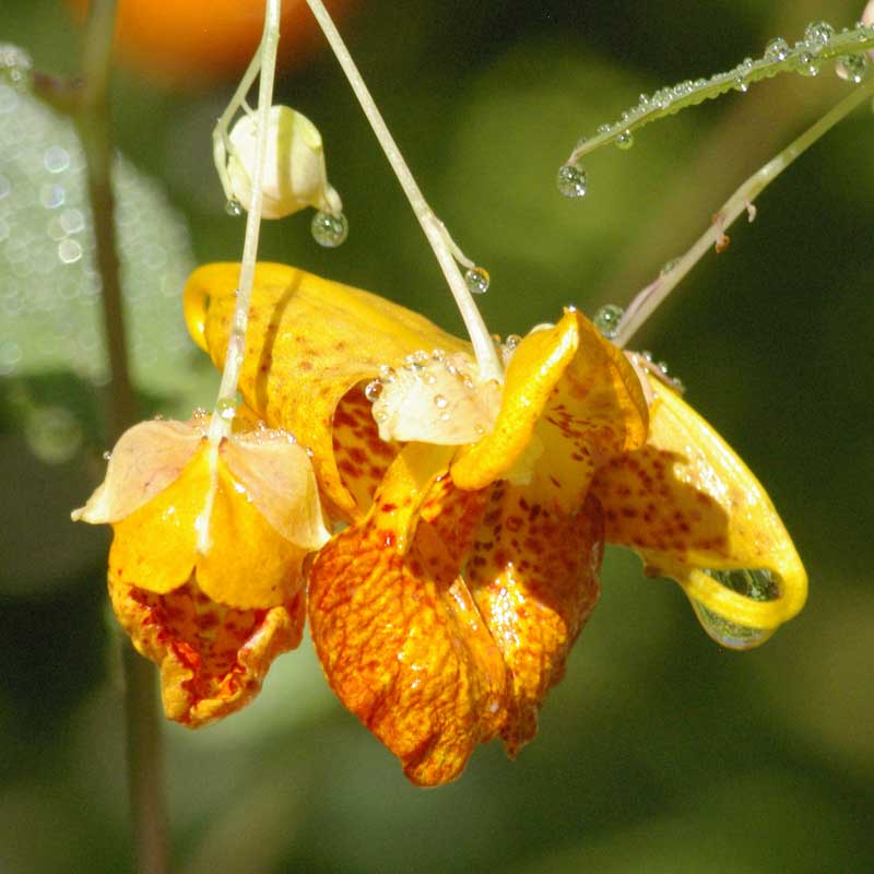 Spotted touch-me-not flower