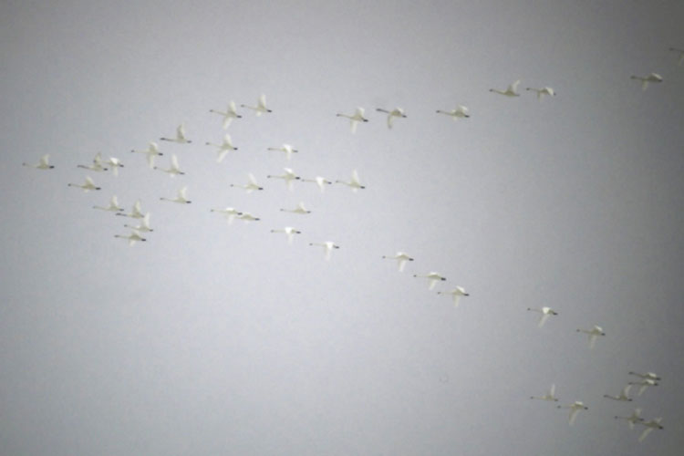 Light glinting off the wings of tundra swans