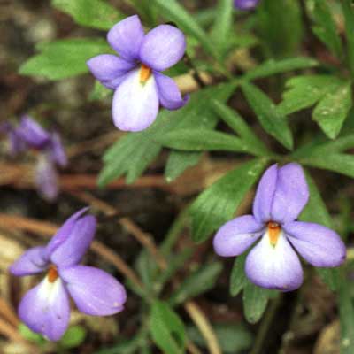 Bird-foot violet