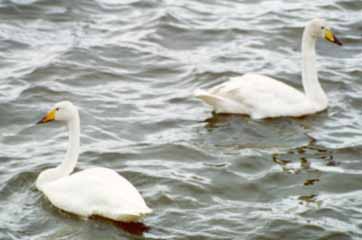 Whooper swan couple