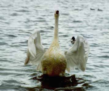 Godzilla swan