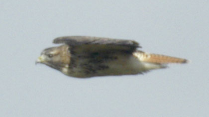 Eye-level red-tailed hawk