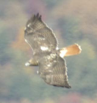 Red-tailed hawk