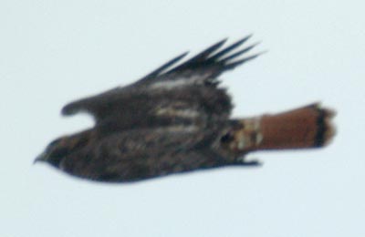 Red-tailed hawk