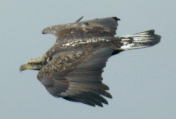 Immature bald eagle