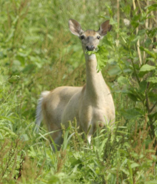 A white-tailed deer and the leaf