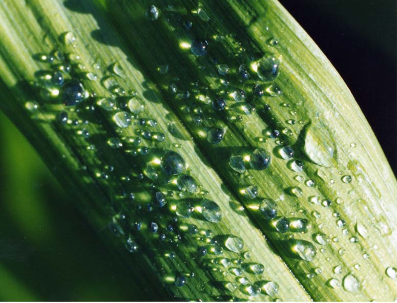 dewdrops, large version