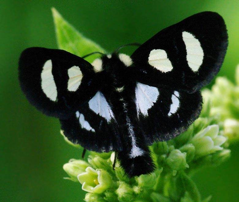 Eight spots of the eight-spotted forester moth