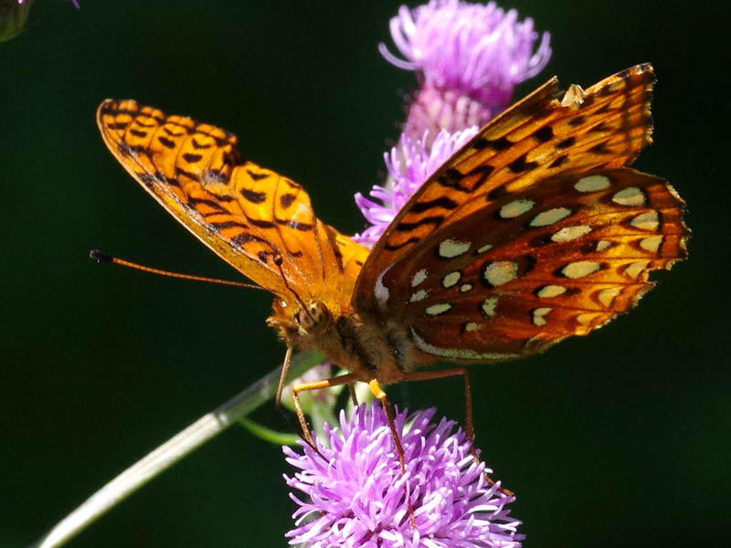 Aphrodite fritillary