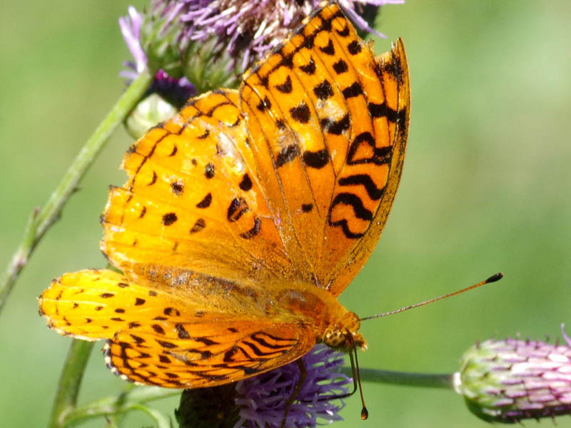 Aphrodite fritillary