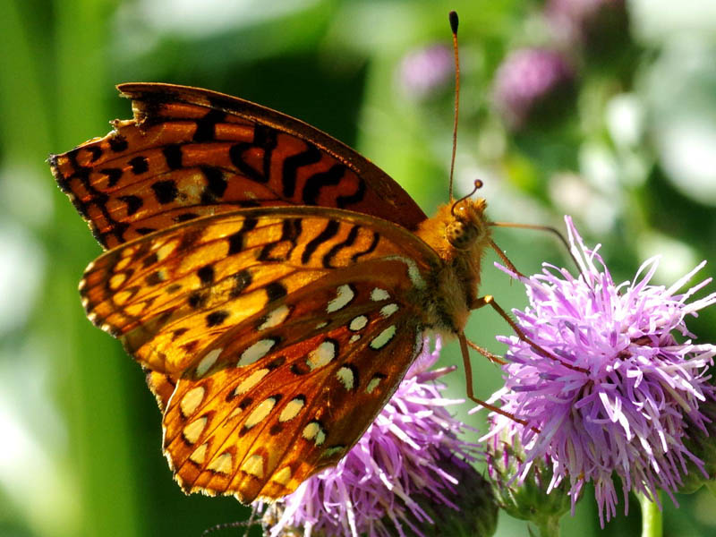 Aphrodite fritillary