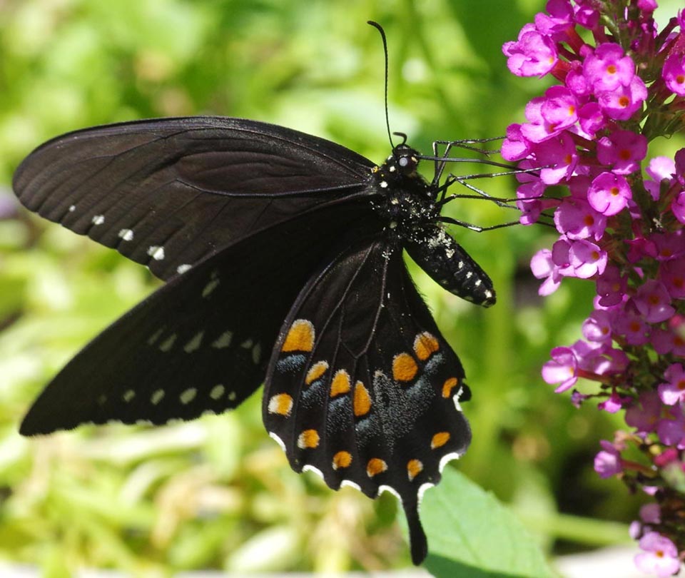 Spicebush swallowtail