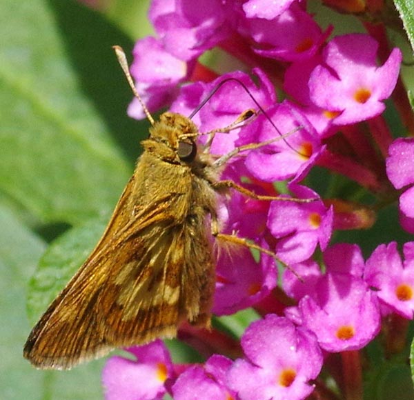 Peck's skipper