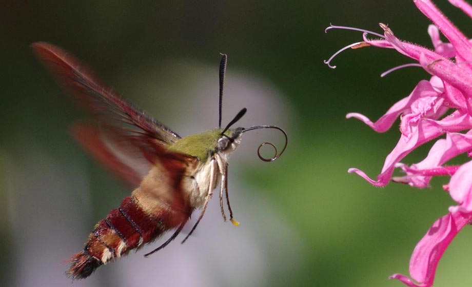 hummingbird clearwing