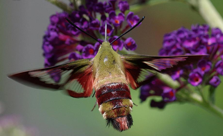 Hummingbird clearwing, clear wings