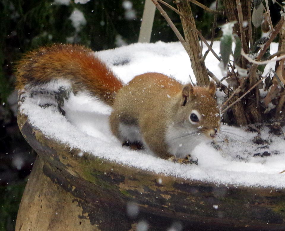 Vivian on the butterfly bush pot