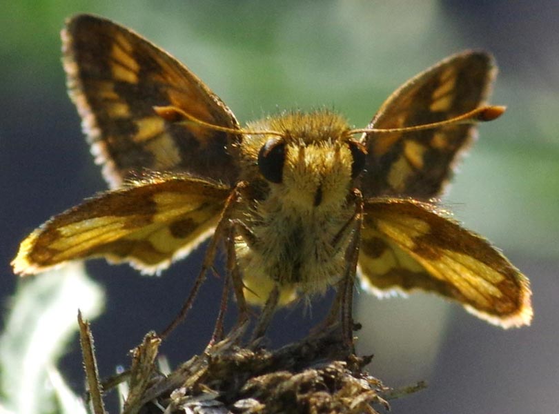 Peck's skipper