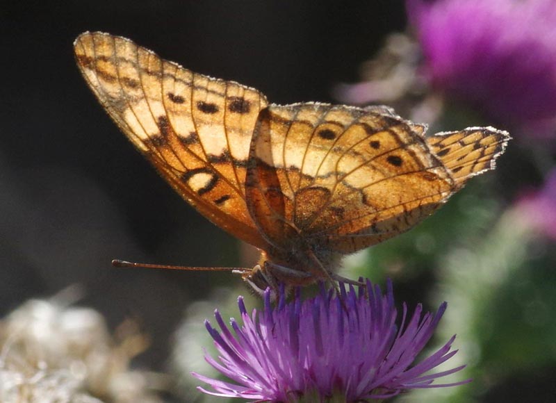 Variegated fritillary