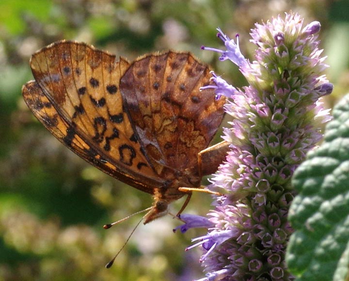 Boloria bellona