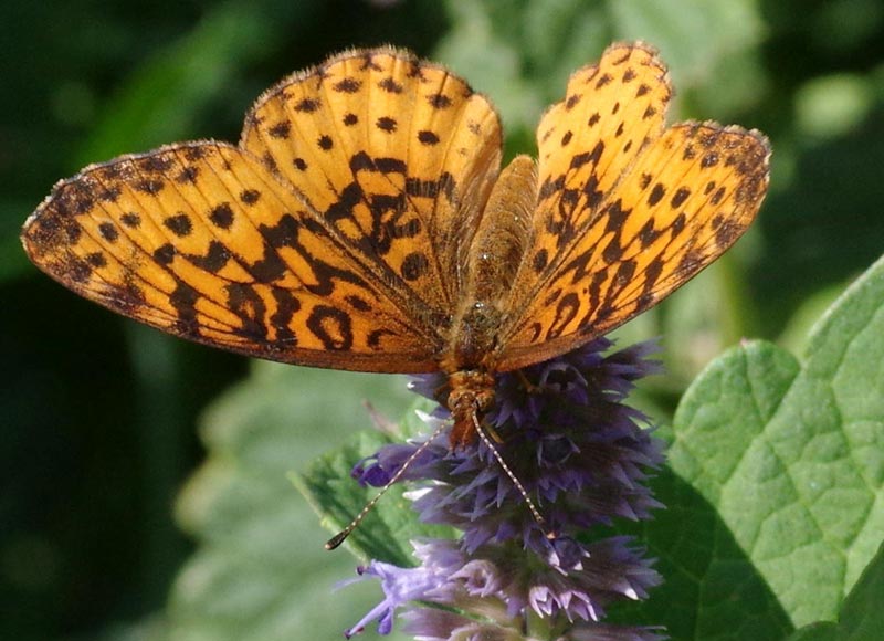 Meadow fritillary