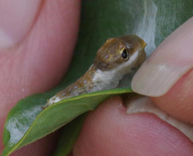 Young spicebush swallowtail caterpillar
