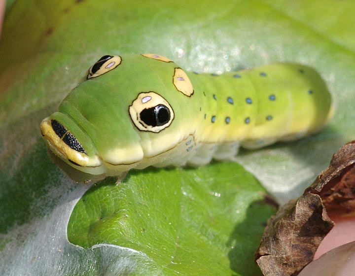 Mature spicebush swallowtail caterpillar