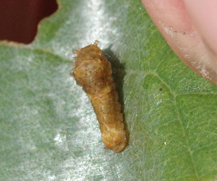 Very young spicebush swallowtail caterpillar
