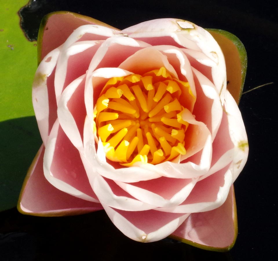 Water lily mandala 1