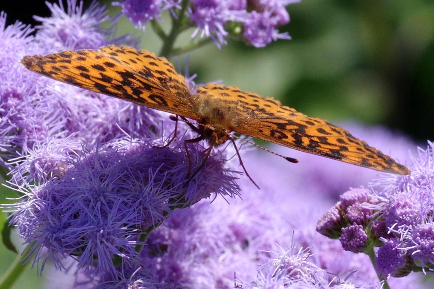 Meadow fritillary