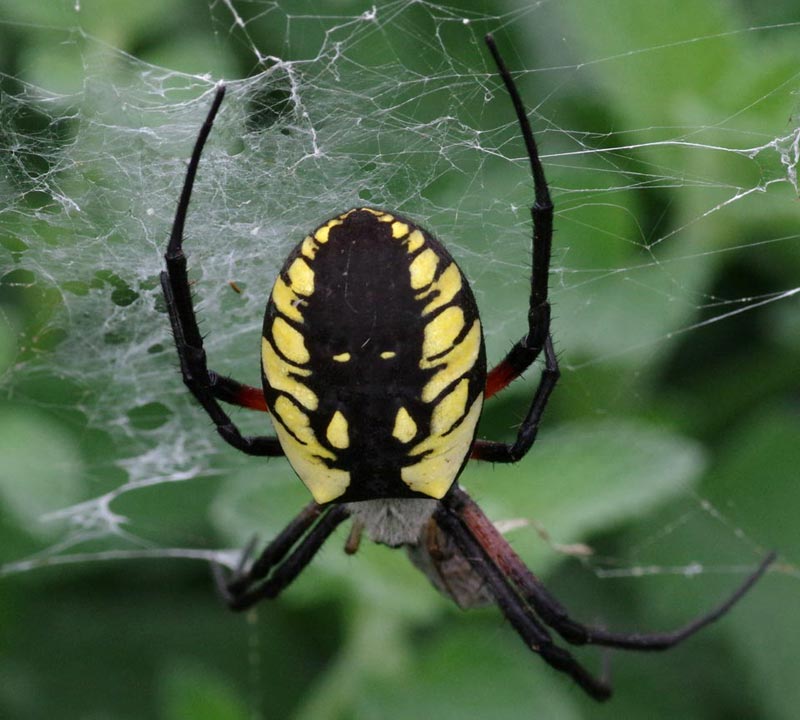 Yellow garden spider: top