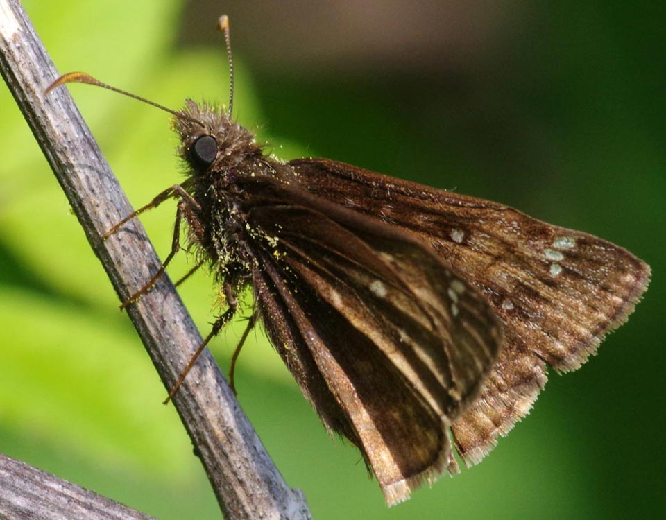 Juvenal's duskywing