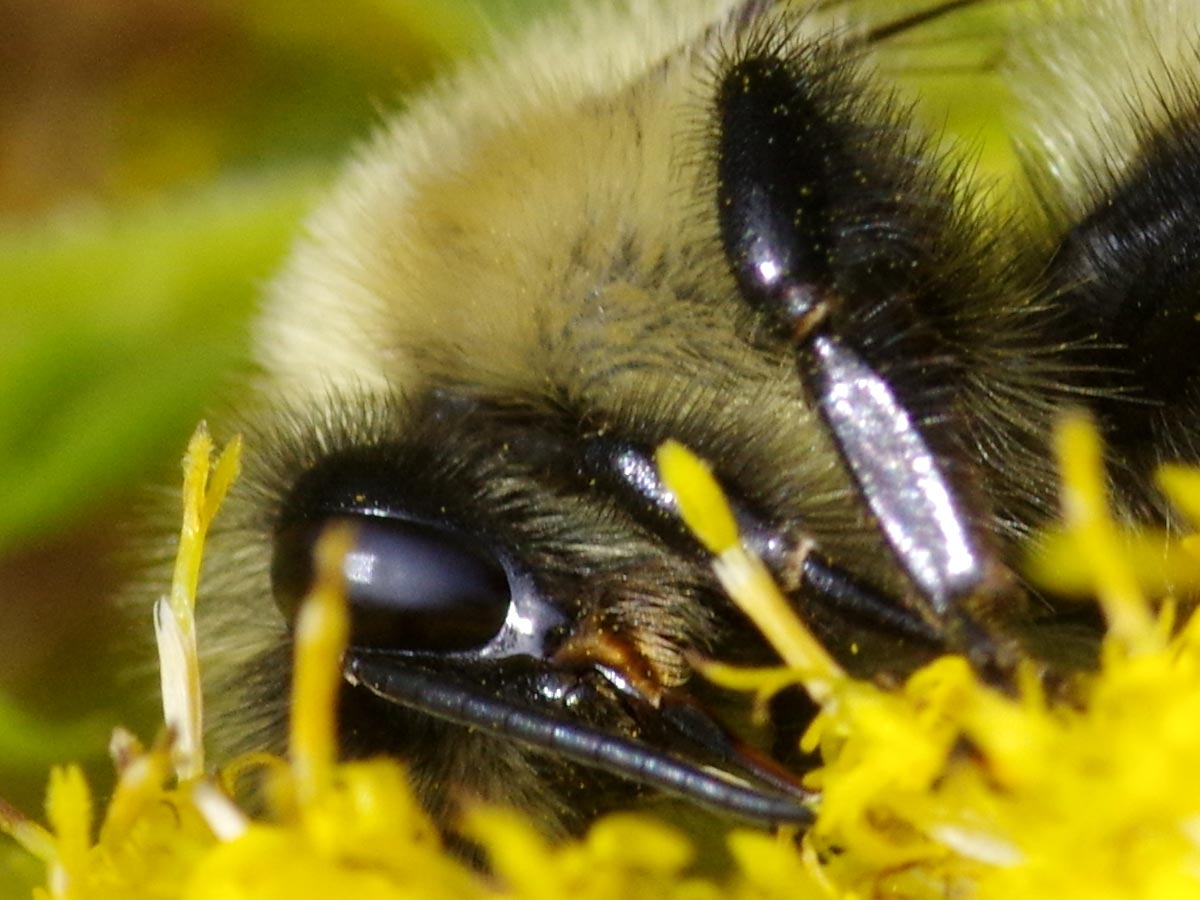Bumblebee eye