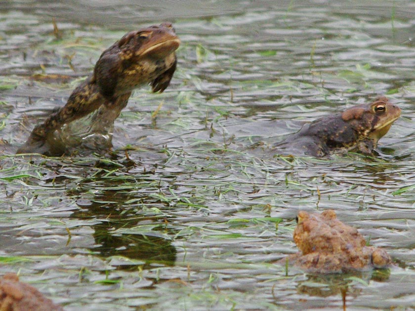 American toads in love