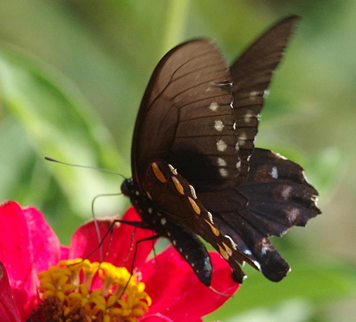 Pipevine swallowtail