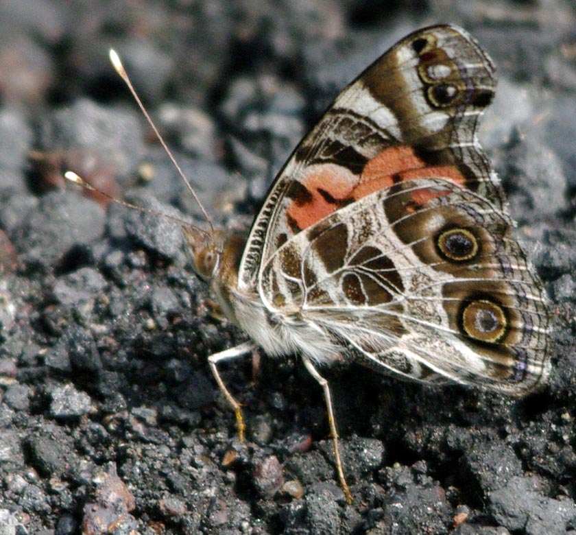 American Lady, wings up