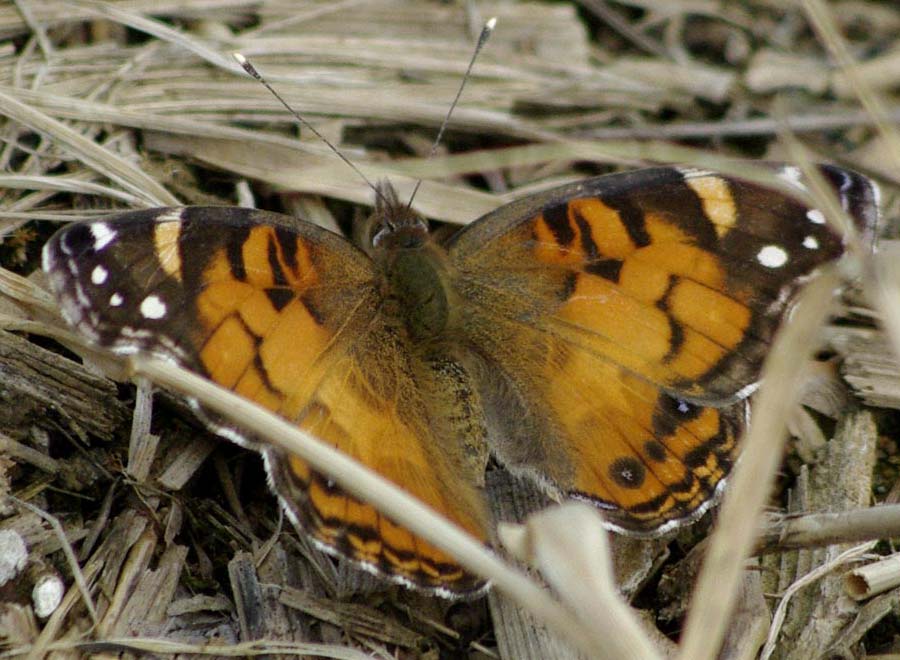 American Lady, wings open