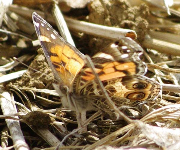 American Lady, wings closed