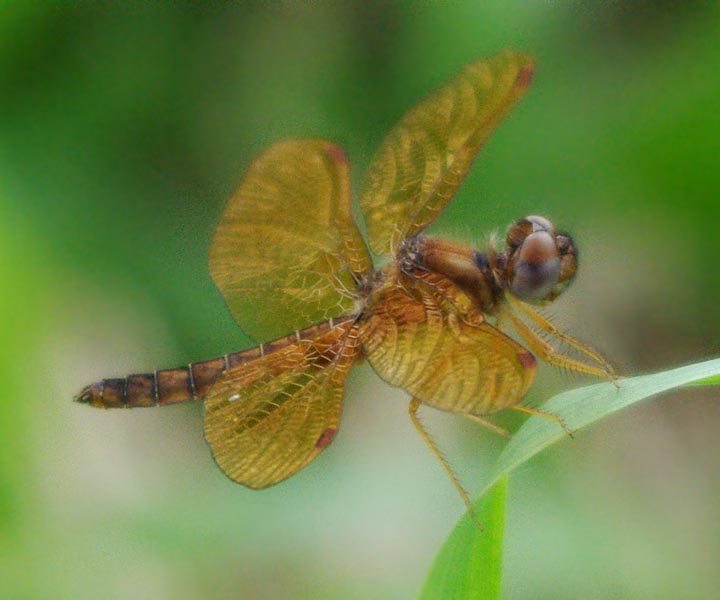 Eastern amberwing
