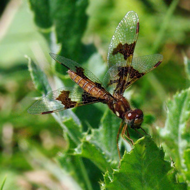 Female eastern amberwing