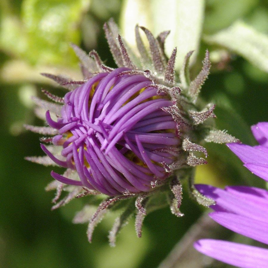 New England aster bud