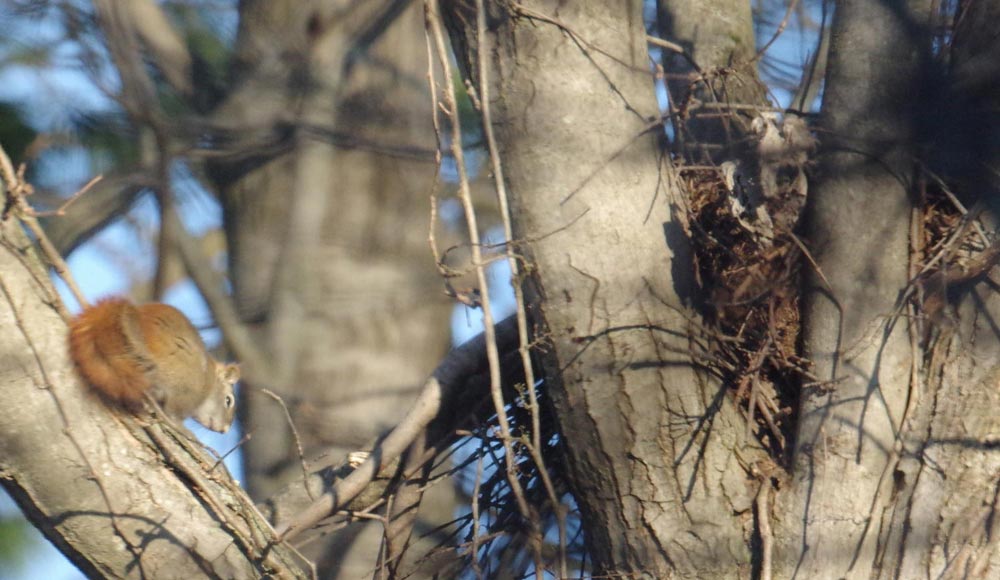 red squirrel and nest