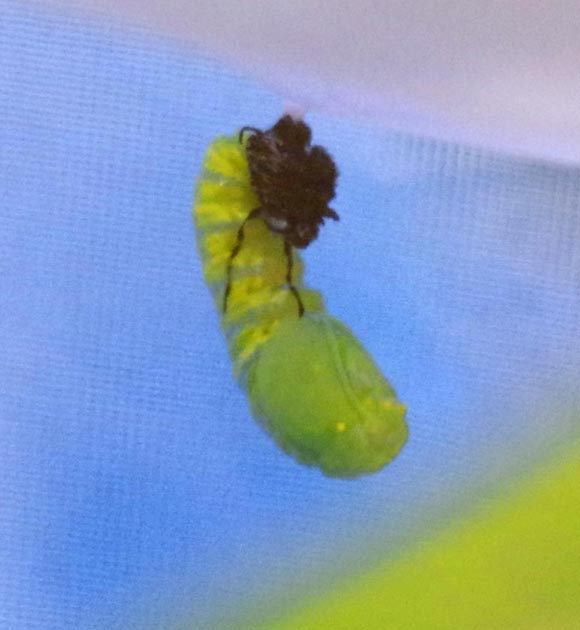 Monarch caterpillar to chrysalis