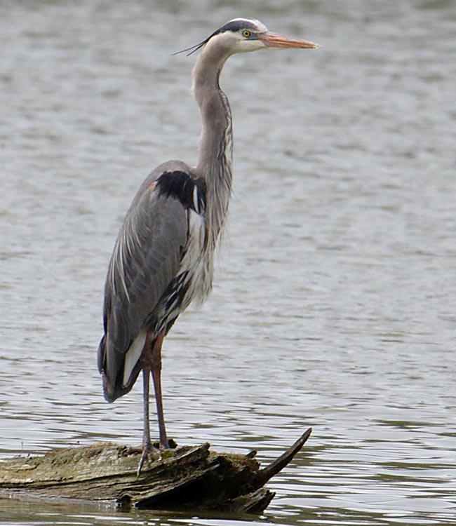 Great blue heron