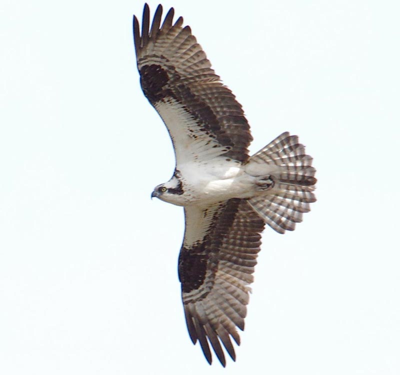 osprey