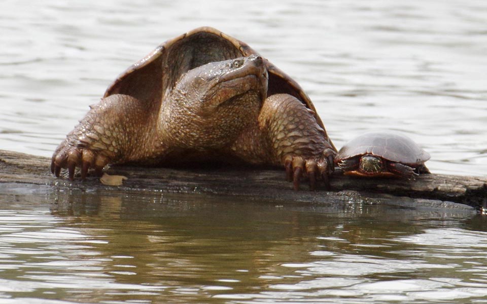 Snapping turtle and painted turtle